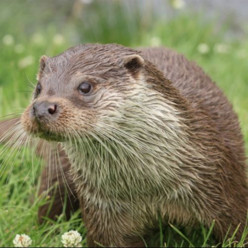 Otter