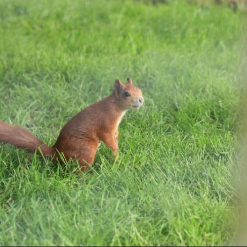 Redsquirrel